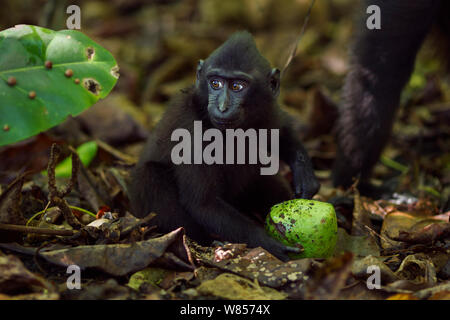 Celebes/Schwarz crested Makaken (Macaca nigra) Kleinkind im Alter von 9-12 Monaten, die eine Frucht, Tangkoko National Park, Sulawesi, Indonesien. Stockfoto