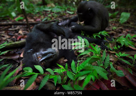 Celebes/Schwarz crested Makaken (Macaca nigra) Weibchen durch einen Jugendlichen gepflegt werden, Tangkoko National Park, Sulawesi, Indonesien. Stockfoto