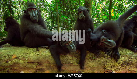 Celebes/Schwarz crested Makaken (Macaca nigra) Gruppe beobachtete mit Neugier, Tangkoko National Park, Sulawesi, Indonesien. Stockfoto