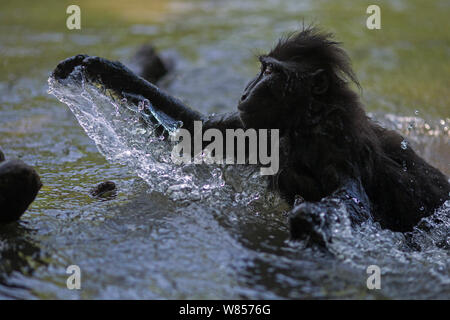 Celebes/Schwarz crested Makaken (Macaca nigra) spielen im Fluss, Tangkoko National Park, Sulawesi, Indonesien. Stockfoto