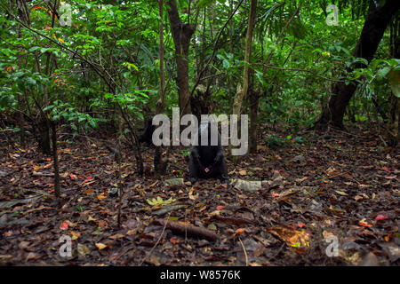Celebes/Schwarz crested Makaken (Macaca nigra) reife Männer sitzen in einer Waldlichtung, Tangkoko National Park, Sulawesi, Indonesien. Stockfoto