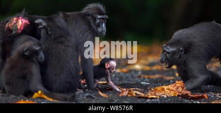 Celebes/Schwarz crested Makaken (Macaca nigra) Weibliche betteln Baby ist ein anderes Weibchen zu halten, Tangkoko National Park, Sulawesi, Indonesien. Stockfoto