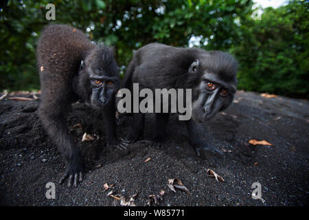 Celebes/Schwarz crested Makaken (Macaca nigra) Jugendliche nähert sich mit Neugier, Tangkoko National Park, Sulawesi, Indonesien. Stockfoto