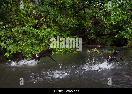 Celebes/Schwarz crested Makaken (Macaca nigra) spielen im Fluss, Tangkoko National Park, Sulawesi, Indonesien. Stockfoto