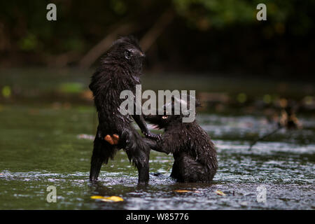 Celebes/Schwarz crested Makaken (Macaca nigra) zwei Jugendliche spielen in den Fluss, Tangkoko National Park, Sulawesi, Indonesien. Stockfoto