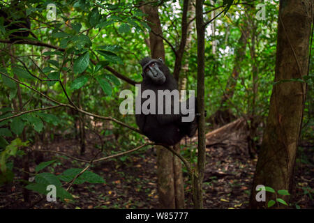 Celebes/Schwarz crested Makaken (Macaca nigra) Sub-männlichen Erwachsenen sitzt auf einem Ast, Tangkoko National Park, Sulawesi, Indonesien. Stockfoto