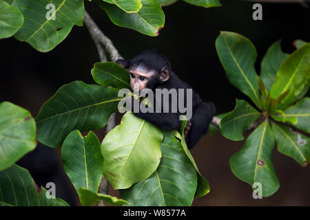 Celebes/Schwarz crested Makaken (Macaca nigra) ist die 'Alpha' Baby weiblich Alter ca. 1 Monat versuchen, auf Früchten in einem Baum zu füttern, Tangkoko National Park, Sulawesi, Indonesien. Stockfoto