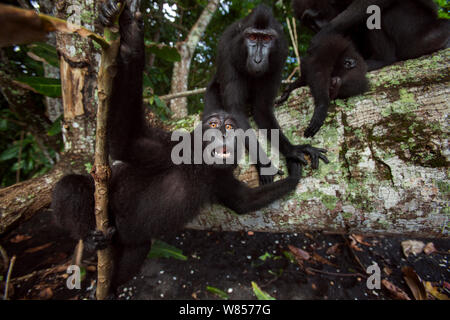 Celebes/Schwarz crested Makaken (Macaca nigra) verspielten Gruppe gefallenen Baumstamm, Tangkoko National Park, Sulawesi, Indonesien. Stockfoto