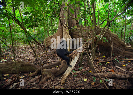 Celebes/Schwarz crested Makaken (Macaca nigra) Kinder sitzen auf einem Baum buttress, Tangkoko National Park, Sulawesi, Indonesien. Stockfoto