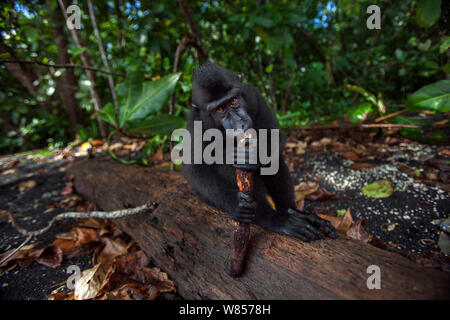 Celebes/Schwarz crested Makaken (Macaca nigra) juvenile Fütterung auf Treibholz für seine Salz, Tangkoko National Park, Sulawesi, Indonesien. Stockfoto