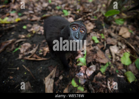 Celebes/Schwarz crested Makaken (Macaca nigra) Jugendliche suchen mit Neugier, Tangkoko National Park, Sulawesi, Indonesien. Stockfoto