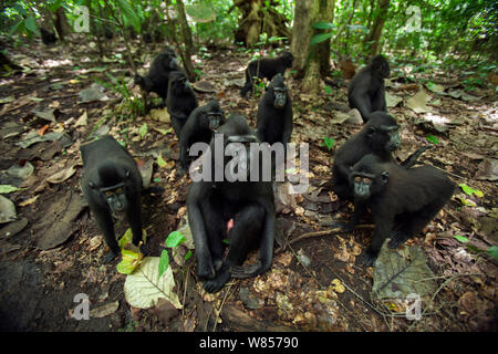 Celebes/Schwarz crested Makaken (Macaca nigra) Gruppe sitzen auf Waldboden und Suchen mit Neugier, Tangkoko National Park, Sulawesi, Indonesien. Stockfoto