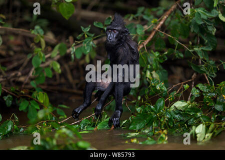 Celebes/Schwarz crested Makaken (Macaca nigra) Kinder sitzen auf dem Baum, nass vom Spielen im Fluss, Tangkoko National Park, Sulawesi, Indonesien. Stockfoto