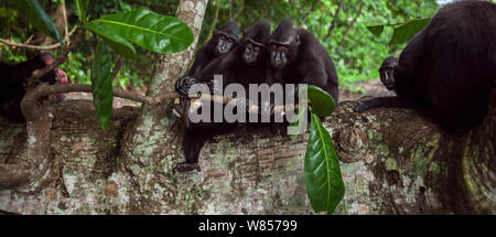 Celebes / schwarz crested Makaken (Macaca Nigra) Gruppe sitzt auf einem umgestürzten Baum, Tangkoko Nationalpark, Sulawesi, Indonesien. Stockfoto