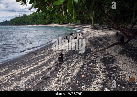 Celebes/Schwarz crested Makaken (Macaca nigra) Kampf auf einem Strand, Tangkoko National Park, Sulawesi, Indonesien. Stockfoto