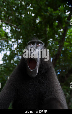 Celebes/Schwarz crested Makaken (Macaca nigra) reife männliche Gähnen Kopf und Schultern Portrait, Tangkoko National Park, Sulawesi, Indonesien. Stockfoto