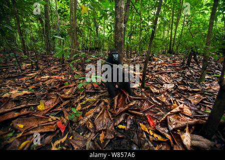 Celebes/Schwarz crested Makaken (Macaca nigra) Sub-männlichen Erwachsenen sitzen auf dem Waldboden, Tangkoko National Park, Sulawesi, Indonesien. Stockfoto