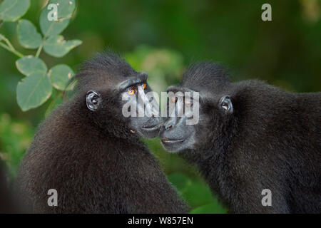 Celebes/Schwarz crested Makaken (Macaca nigra) zwei Frauen Begrüßung, Tangkoko National Park, Sulawesi, Indonesien. Stockfoto