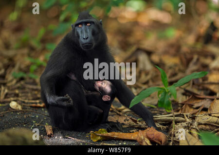 Celebes/Schwarz crested Makaken (Macaca nigra) Frau mit Säugling Baby im Alter von weniger als 1 Monat, Tangkoko National Park, Sulawesi, Indonesien. Stockfoto