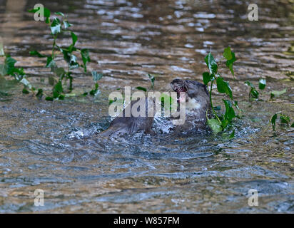 Europäischer Fischotter (Lutra lutra) Cubs spielen kämpfen. Fluss Thet, Thetford, Norfolk, März. Stockfoto