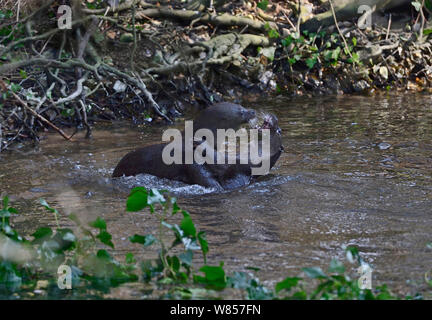 Europäischer Fischotter (Lutra lutra) Cubs spielen kämpfen. Fluss Thet, Thetford, Norfolk, UK, März. Stockfoto