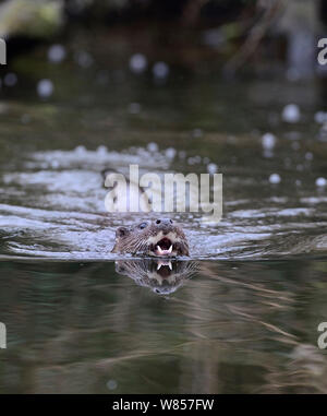 Europäischer Fluß Fischotter (Lutra lutra) in Wasser mit Zähnen wider. Fluss Thet, Norfolk, UK, März. Stockfoto