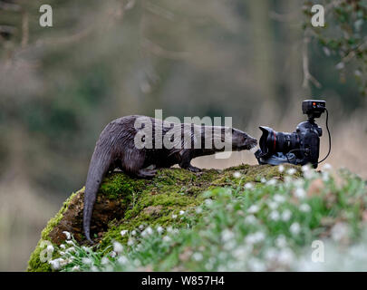 Europäischer Fluß Fischotter (Lutra lutra) Kontrolle der Kamera. Fluss Thet, Norfolk, März. Stockfoto