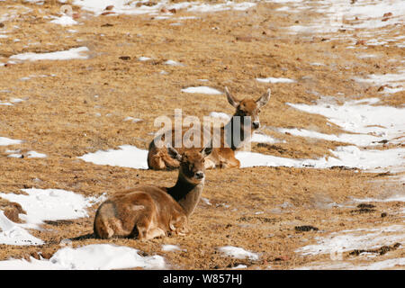 Wild White-Lipped Rotwild (Przewalskium albirostris) Weibchen, Kekexili, Qinghai, tibetischen Plateau, China. Gefährdete Arten. Stockfoto