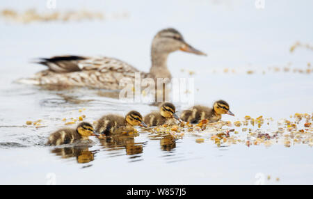 Stockente (Anas platyrhynchos) Weibliche mit Küken, Parainen, Finnland, kann Stockfoto