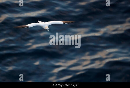 Gannett (Morus bassanus) fliegen über den Atlantischen Ozean in der Nähe von Langanes, Island, Juni Stockfoto