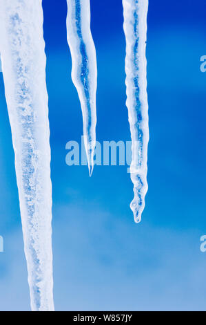 Eiszapfen hängen von Eisberg, in der schnelle Eis des Weddellmeeres um Snow Hill Island in der Antarktis, November klemmt Stockfoto