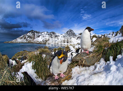 Makkaroni Pinguine (Eudyptes chrysolophus) in der Kolonie an der Cooper Bay, South Georgia, November Stockfoto