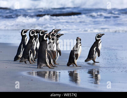 Magellan-pinguine (Spheniscus Magellanicus) Eintritt in das Meer Sea Lion Island, Falkland Inseln, November Stockfoto