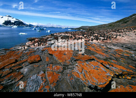 Adelie Pinguin, (Pygoscelis adeliae), Kolonie am Kiesstrand Cove, Livingston Island in der Antarktis Stockfoto