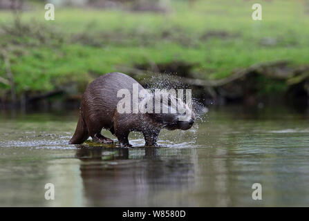 Eurasischen River Otter (Lutra lutra) schütteln, Fluss Thet, Thetford, Norfolk, März Stockfoto