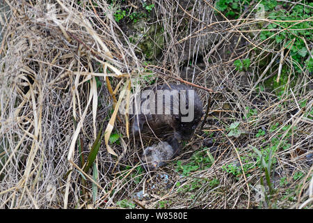 Eurasischen River Otter (Lutra lutra) fang Wasser vole am Ufer des Flusses Thet, Thetford, Norfolk, März Stockfoto