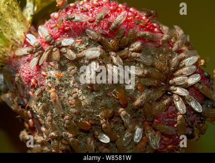 Fruchtfliegen (Drosophila melanogaster) auf verrottenden Erdbeere, England, UK, August Stockfoto