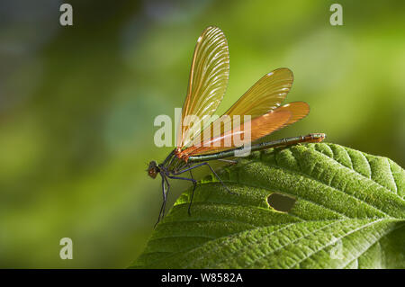 Schöne damselfly (Agrion/Calopteryx Virgo) Weiblich, ruht auf Blatt, England, UK, Mai Stockfoto