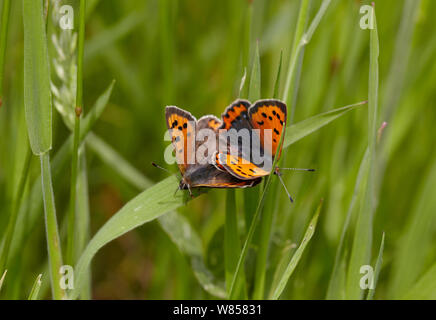 Kleine Schmetterlinge (Lycaena phlaeas Kupfer) Paarung, England, UK, Mai Stockfoto