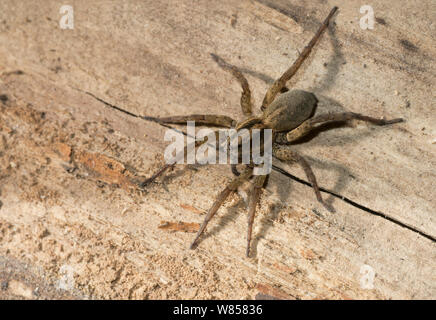 Wolf Spider (Trochosa terricola) Weiblich, England, UK, April Stockfoto