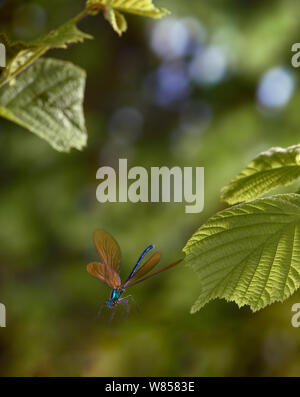 Schöne demosielle (Agrion/Calopteryx Virgo) männlich im Flug, über zu landen, kontrollierten Bedingungen. Stockfoto