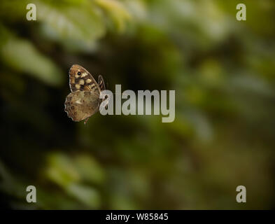 Hauhechelbläuling (Pararge depressa) im Flug, kontrollierten Bedingungen. Stockfoto