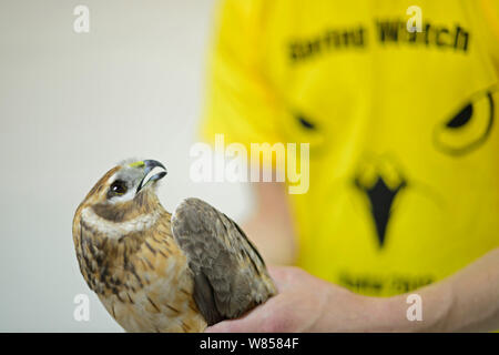 Blassen Harrier (Circus macrourus) erwachsenen weiblichen schoss auf Gozo in der Hand von Birdlife Malta Volunteer abgehalten, Centro Recupero Fauna Selvatica, einem Wildlife Rehabilitation Centre in Sizilien gesendet werden. Springwatch Camp von BirdLife Malta, Malta, April 2013 Stockfoto