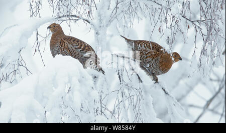 Zwei Birkhuhn (Tetrao tetrix) Legehennen in verschneiter Baum, Kuusamo, Finnland, Januar Stockfoto