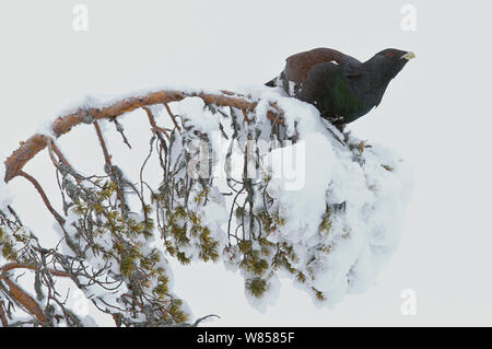 Auerhahn (Tetrao urogallus) männlichen auf verschneiten Zweig, Kuusamo, Finnland, Januar Stockfoto