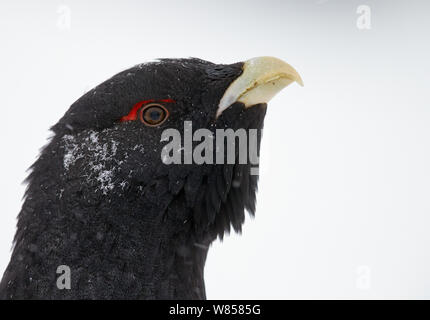 Auerhahn (Tetrao urogallus) männlichen Kopf, Portrait, Kuusamo, Finnland, Januar Stockfoto