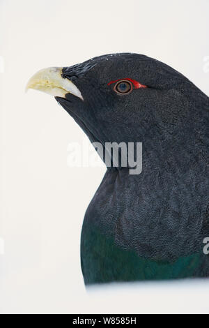 Auerhahn (Tetrao urogallus) Männer im Schnee, Kuusamo, Finnland, Januar Stockfoto