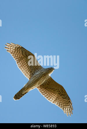 Habicht (Accipiter gentilis) Jugendliche im Flug, Hanko, Finnland, Oktober Stockfoto