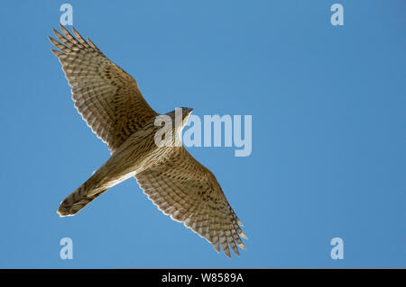 Habicht (Accipiter gentilis) Jugendliche im Flug, Hanko, Finnland, Oktober Stockfoto