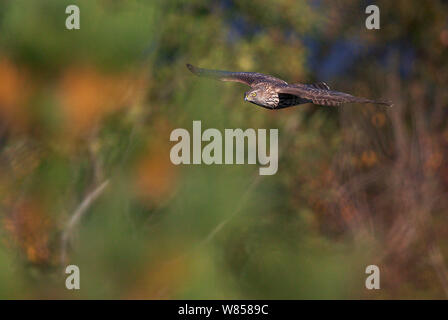 Habicht (Accipiter gentilis) Jugendliche im Flug, Hanko, Finnland, Oktober Stockfoto